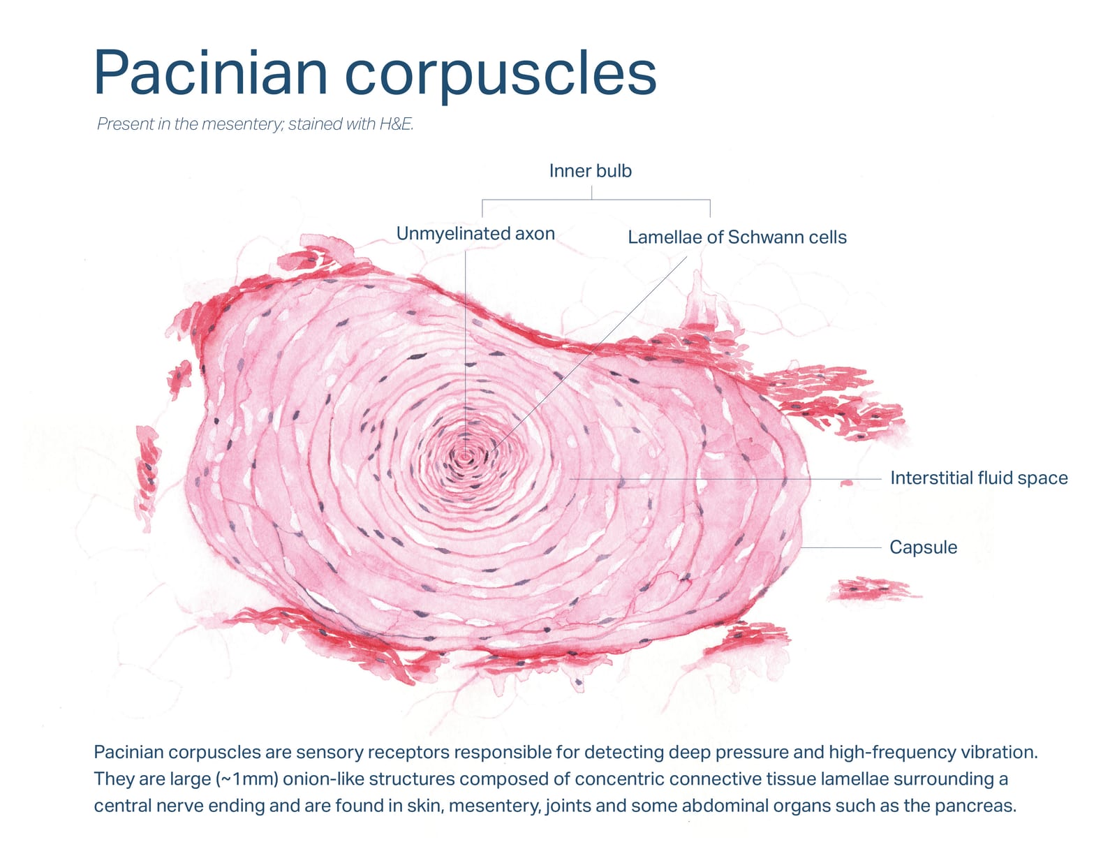 Histology poster of a Pacinian corpuscle