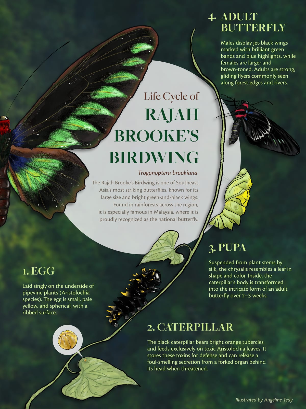 Becoming a Butterfly educational poster